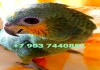 Фото Оранжевокрылый амазон (Amazona amazonica amazonica) - ручные птенцы из питомника