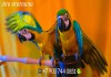 Фото Сине желтый ара (ara ararauna) - ручные птенцы из питомника