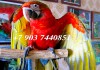 Фото Ара Тропикана (гибрид попугаев ара) птенцы выкормыши из питомника