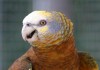 Фото Королевский амазон (Amazona guildingii) - птенцы из питомника