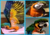 Фото Катаблу (гибрид попугаев ара) - ручные птенцы из питомника